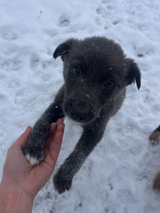 ПЕСИКИ в пошуку чудових господарів (м. Надвірна)