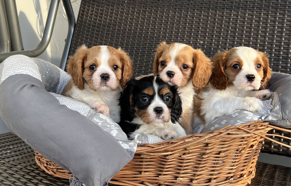 Dla Ciebie wszystko dog w kategorii Cavalier king charles spaniel