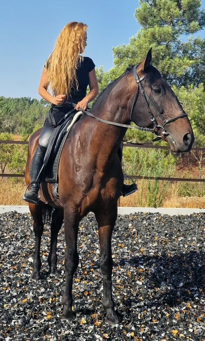 Cavalo Puro sangue Luistano