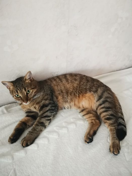 КОШАНЯ домашняя воспитанная  ищет добрых людей на ПередержкуилиВсегда