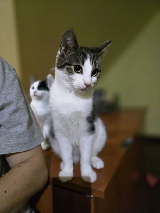 60 kotów szuka domków