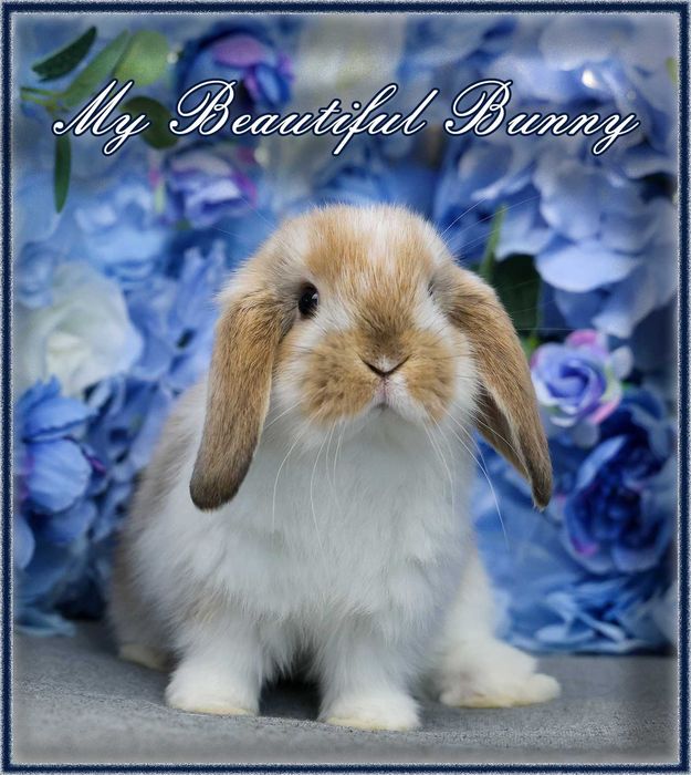 Młody Królik Mini Lop - Orange Butterfly