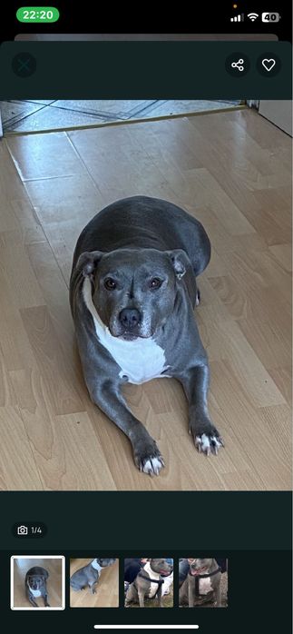 Oddam za darmo w dobre ręce