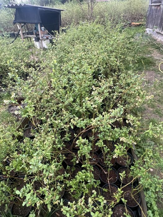 Продам саджанці лохини 1-2-3 річка