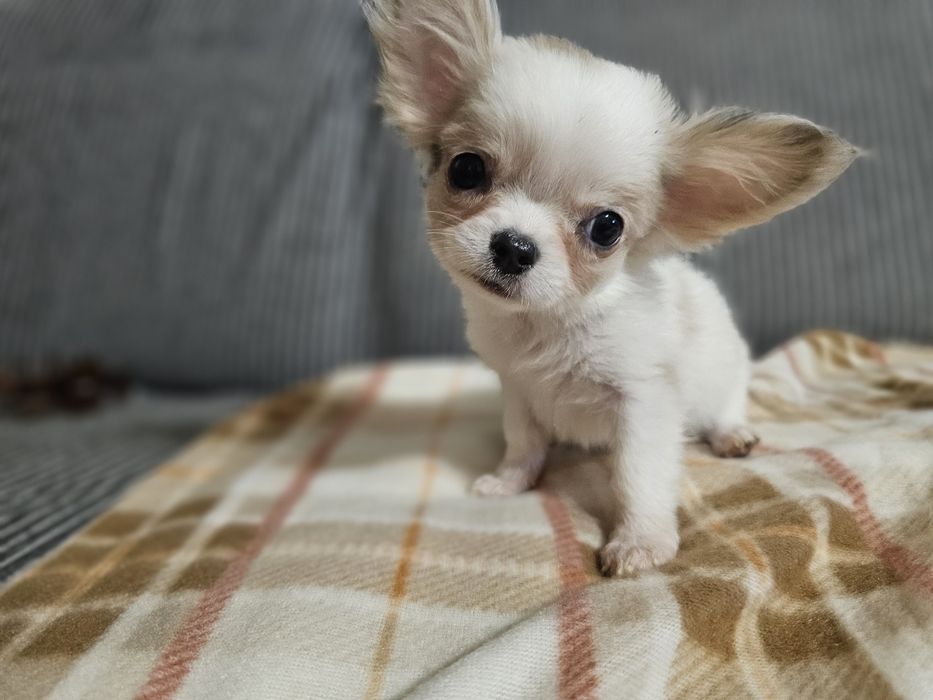 Chihuahua krótkowłosa