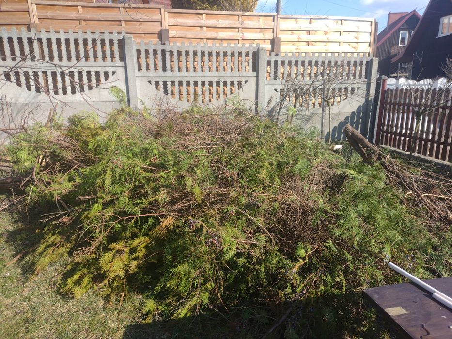 Tuja drzewo gałęzie