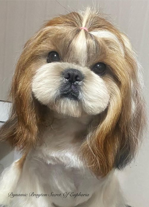 Грумінг Стрижка собак