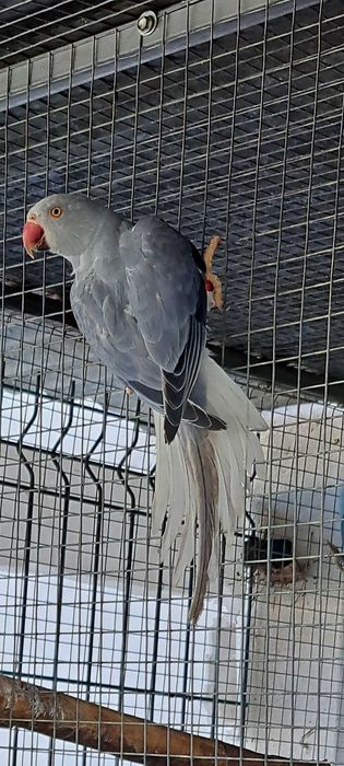 Ring necks 2023 e 2024 e 2025