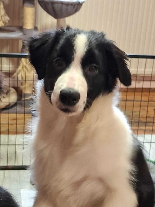 Border Collie piesek czarno -biały szczeniak wyjątkowy