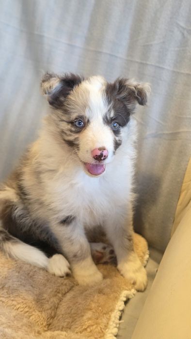 Border Collie Red Merle Fêmea (Olho Azul e Verde)