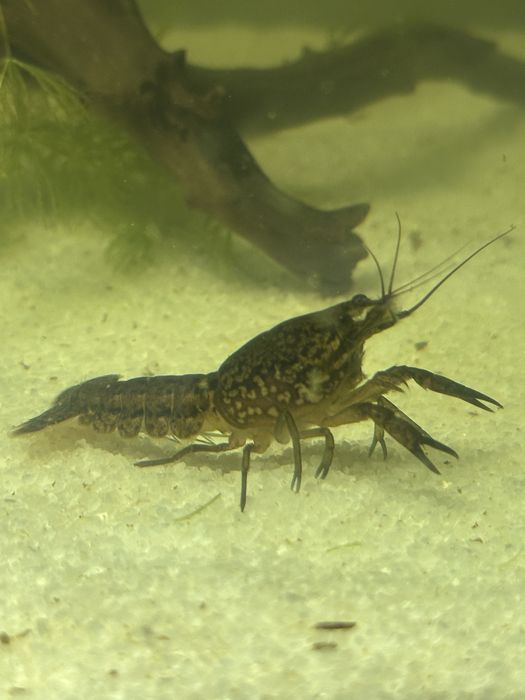 Мармуровий рак 2 шт