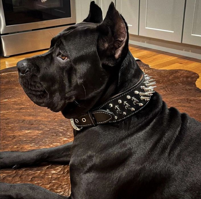 Coleira big boy preto e dourado