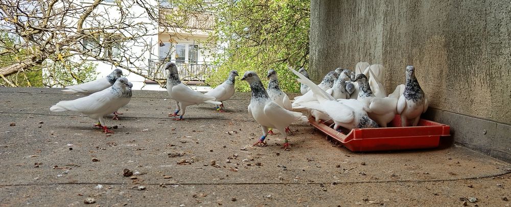 Gołębie budapeszty