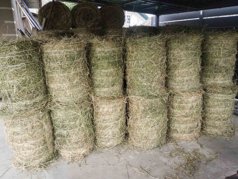 Сіно люцерна тюки 2026року продам