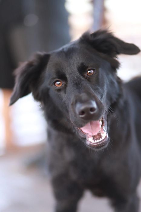 Poznajcie Lunę, wspaniałą z niej towarzyszka, oddana, wesoła, łagodna