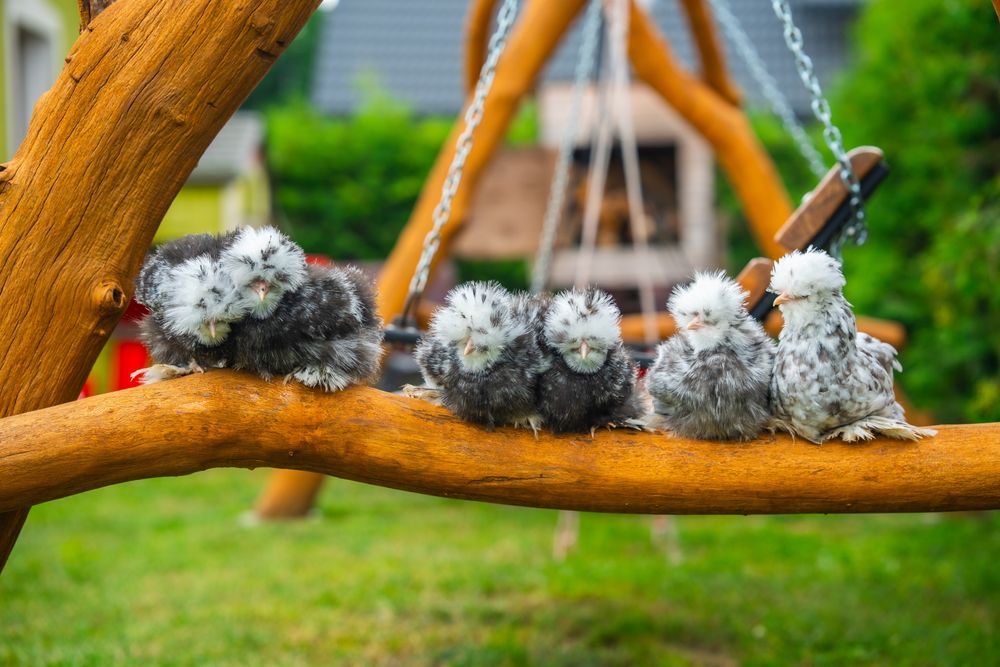 Kurki barwy mottled silka kura jedwabista