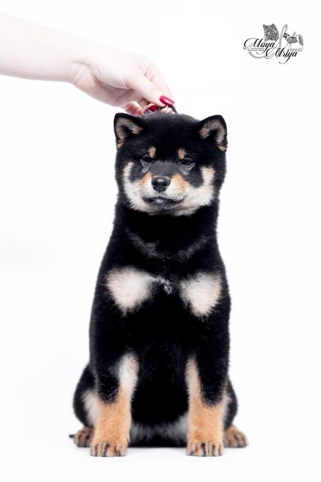 Шиба іну / шиба ину / сіба/ сиба/ shiba inu