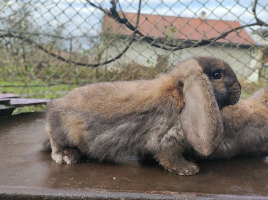 Кролі породи французький баран