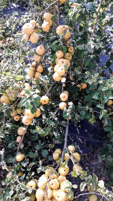 Sok z owoców pigwowca japońskiego