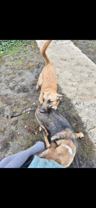 Szczeniaki Owczarki Belgijskie