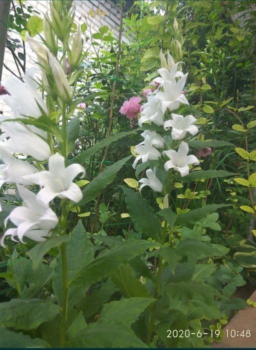 Колокольчик скученый, традесканция, бересклет.Телефонный аппарат стаци