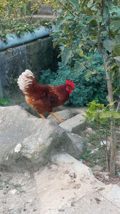 Vendo galos caseiros
