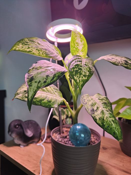 Lampa dla roślin do terrarium lampa LED USB