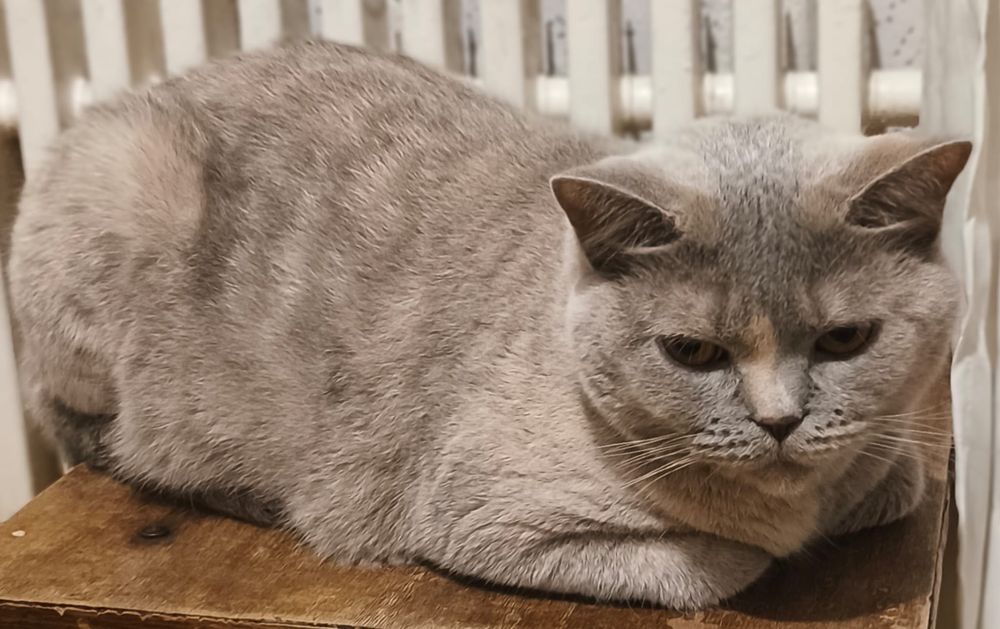 Віддамо кицю в добрі руки