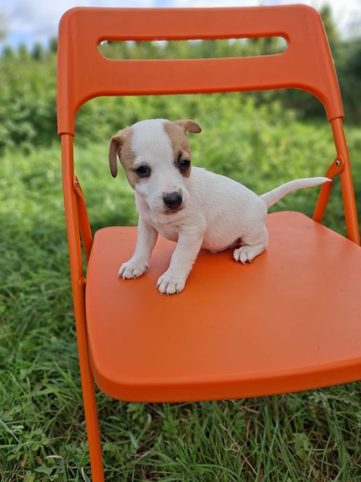 Jack Russell Terrier