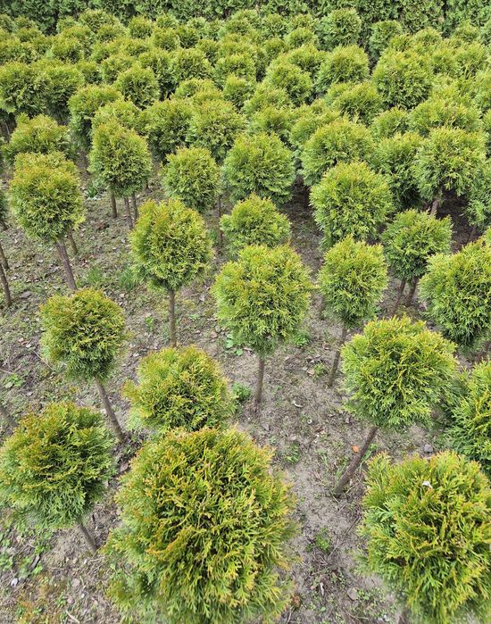 Tuje Szmaragd Kule 100cm - Piękne i Gęste! Mąkolno.