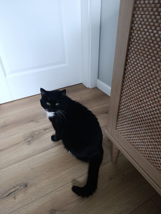 DEMONEK szuka pilnie domu