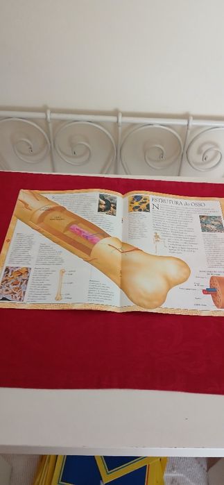 Fascículos de O Corpo Humano de 2003