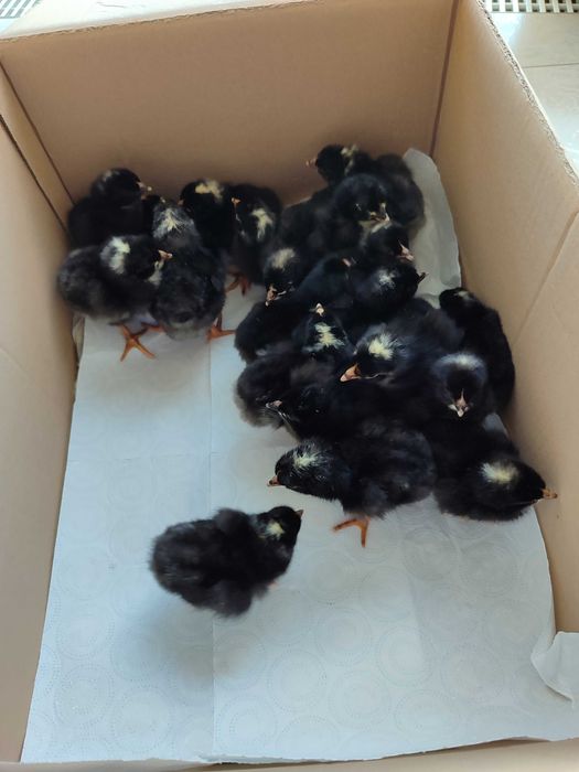 Кури породи амрокс