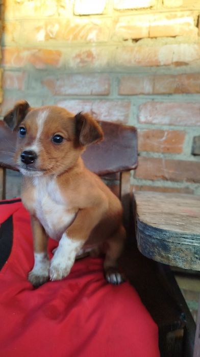 Цуценята безкоштовно