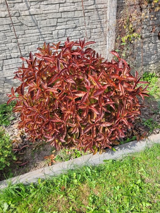 Вейгела Wings of fire з вогняно- червоним листям