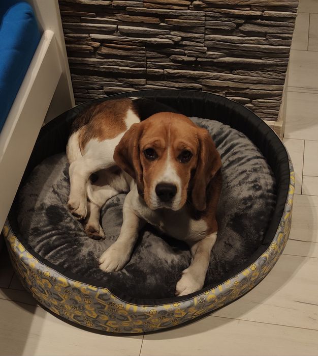 Zaginął pies beagle.