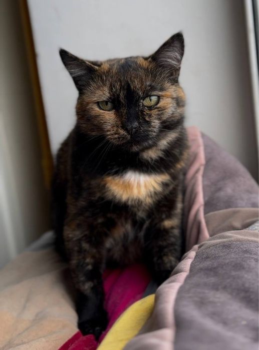 Кошка стерилизованная трехматсная в хорошие руки трьохкольорова киця