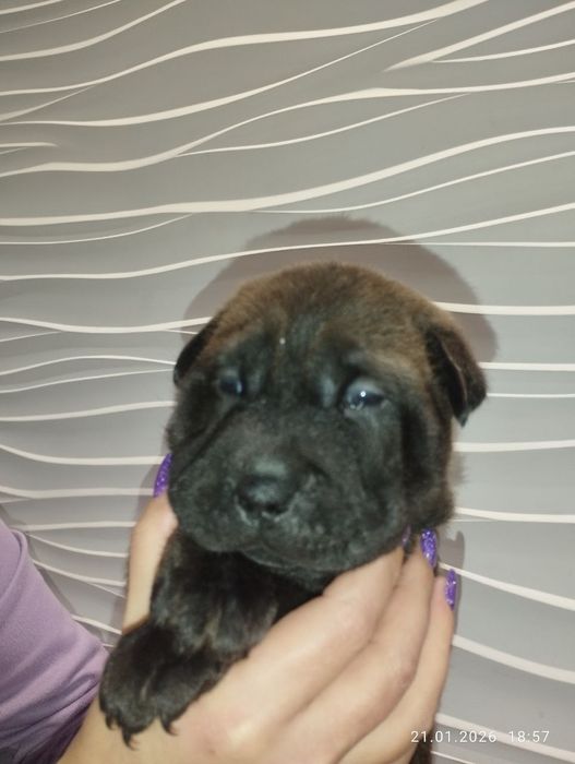 Метисы Шарпея белый мальчик  2 девочки