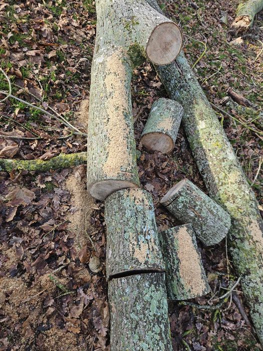 Corte e Abate de Árvores – Serviço Profissional