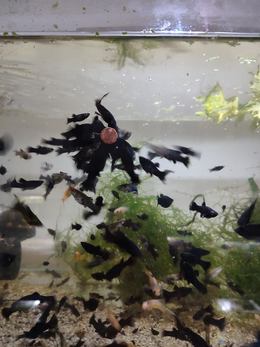 Molinezja księżycowa