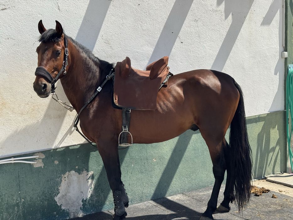 Cavalo cruzado, montado, 5 anos