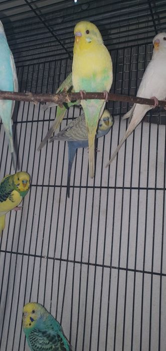 Piriquitos australianos