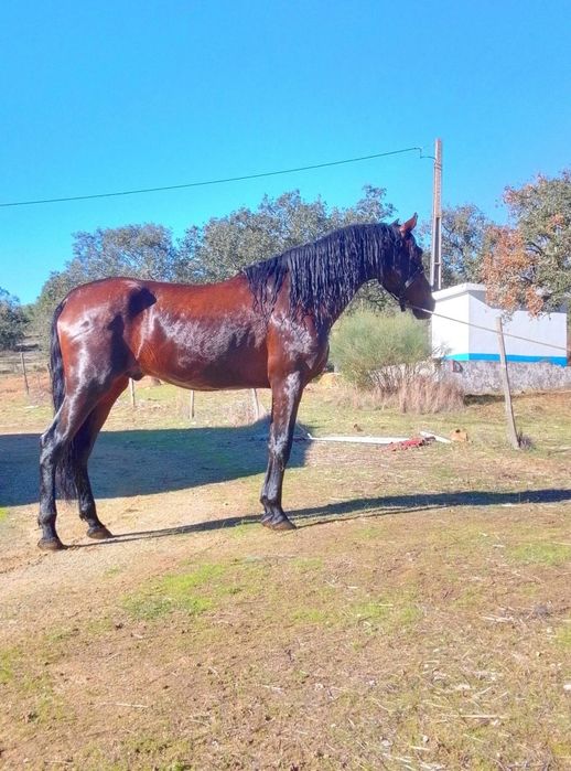 Para venda ou troca cavalo muito masso