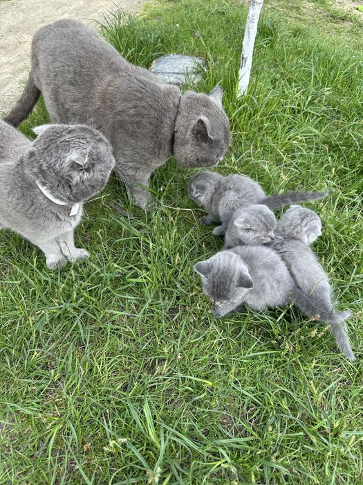 Шотландські кошенята