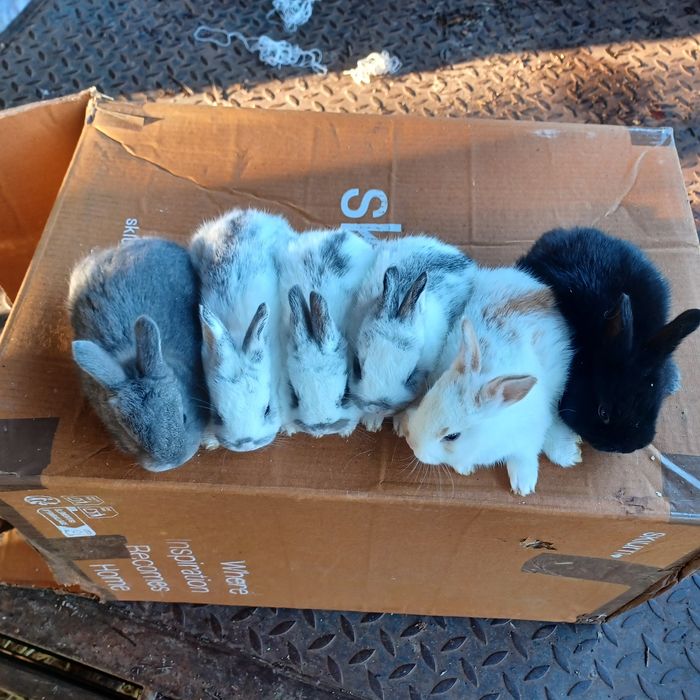 Coelhos anões muito bonitos