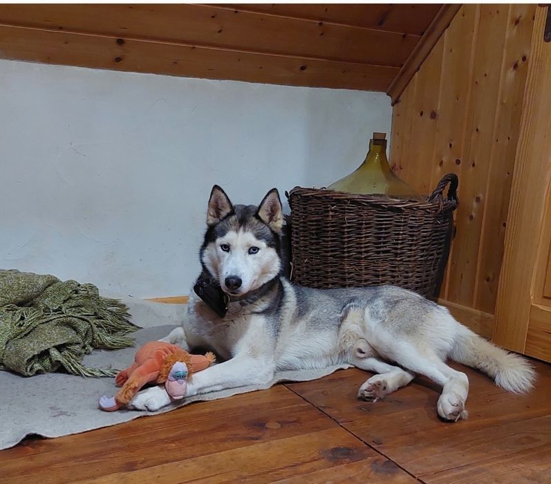 Husky Syberyjski Oddam CZYTAJ OPIS  samiec niekastrowany rodowód