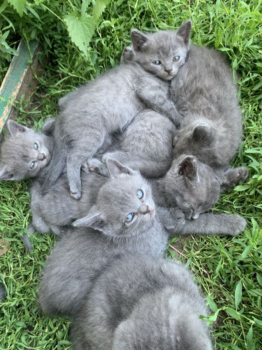 Віддамо безкоштовно кошенят, котят, мама кішка британка