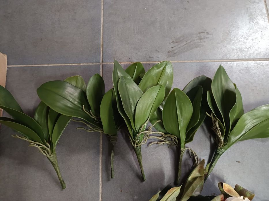 Vendo plantas decorativas