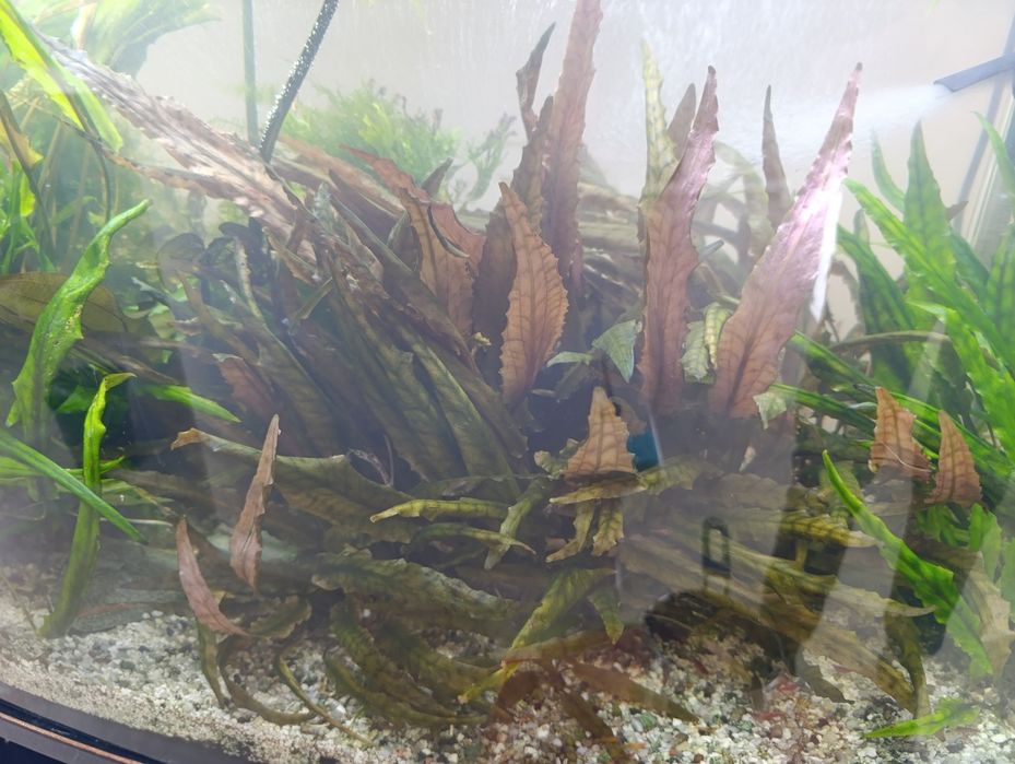 Sadzonki roślin do akwarium