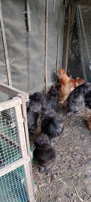 Kura kogut silka silki kura jedwabista